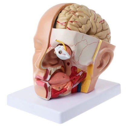 Menschliche Anatomie Kopf Schädel Gehirn