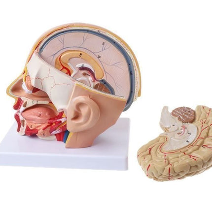 Menschliche Anatomie Kopf Schädel Gehirn